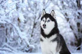 Support your husky by giving it chewable treats every now and then and toys made of different materials to help it develop strong healthy teeth.sometimes, a washcloth dipped in water and frozen can soothe sore gums, too. Siberian Husky Steckbrief Charakter Pflege Haltung