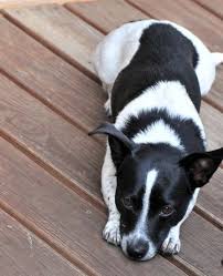 They are cute, smart, and affectionate. Rat Terrier Dachshund