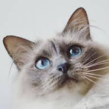But catnip and cannabis are two completely different substances when it comes to cats. Learn About The Birman Cat Breed From A Trusted Veterinarian