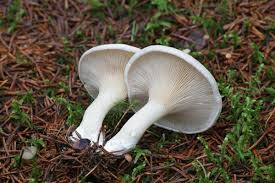 Image result for Clitopilus prunulus