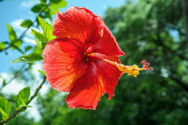 The nearest airport is kota kinabalu international airport, a 6.8 mi drive away from the ferry terminal. Hibiscus 11 Facts About Malaysia S National Flower