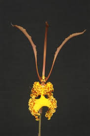 Image result for Psychotria hypsophila