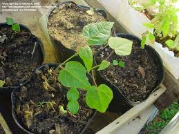 The genus was named for its resemblance to the. Plantfiles Pictures Lagunaria Species Cow Itch Tree Norfolk Island Hibiscus Pyramid Tree Queensland Pyramid Tree Lagunaria Patersonii By Gustichock