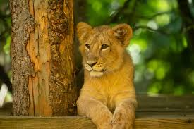 Asiatic lions | London Zoo