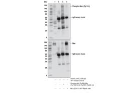 Cd 4 ar für die serie cd. Phospho Axl Tyr698 Mer Tyr749 Tyro3 Tyr681 D6m4w Rabbit Mab 44463 Datasheet With Images Cell Signaling Technology