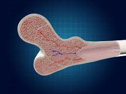 Find the perfect cross section of bone stock illustrations from getty images. Bone Cross Section 3d Cgtrader