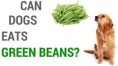 However, being a pet owner is not all fun and games. 58 Can Dogs Eat Beans Ideas Can Dogs Eat Dog Eating Beans
