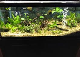 By psychotic_chimp dec 3, 2018. Freshwater Services Aquarium Maintenance Installation