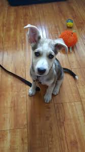 Check spelling or type a new query. Meet Zoe My 9 Week Old Husky Lab Shepherd Mix If Her Crate Time Singing Indicates Anything She Might Be Auditioning For The Lyric Someday Aww