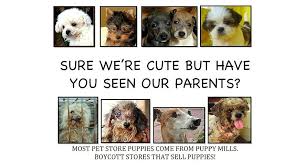 High quality micro bully puppies available for sale. Philadelphia Bans Pet Shops From Selling Puppy Mill Dogs Life With Dogs