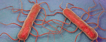 Listeria is a type of infection that can cause severe symptoms to appear in affected individuals. Listeria Monocytogenes 2019 Symptoms Transferability Prevention Treatment Hygiene In Practice Hygiene In Practice