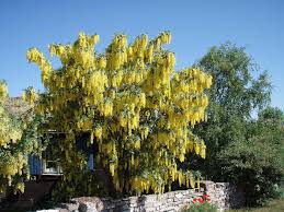 Image result for Laburnum
