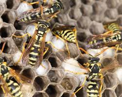 Need to get rid of termites? Bee Wasp Hornet Removal Services In Framingham Ma D T Pest Control Inc