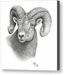Are you looking for the best images of easy sheep drawing? Bighorn Sheep By Mary Rogers Sheep Drawing Sheep Head Drawing Animal Drawings
