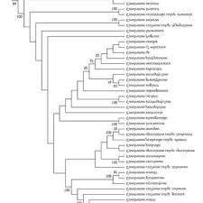 Image result for Combretum oxystachyum