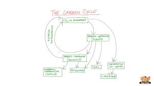 Carbon Cycle