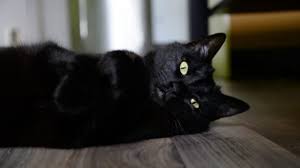 Ohhhhh my god i'm in love. A Seattle Shelter Is Giving Away Free Black Cats On Black Friday Mental Floss