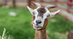 Goats do not eat anything and everything they see. Raising Goats In Your Backyard Is It For You Farmers Almanac