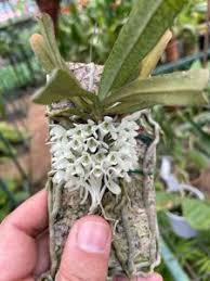 Image result for Rhipidoglossum burttii