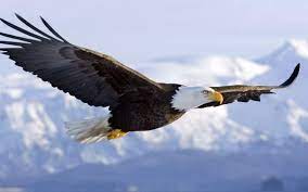The eagle is the only bird that, in order to avoid the rain, soars above the rain clouds. Do You Want To Soar Like An Eagle Why Quora