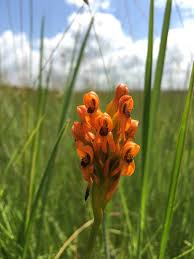 Image result for Platycoryne buchananiana