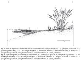 De las praderas de américa del sur son originarios roedores y otros animales pequeños: Comunidades Vegetales De Las Transiciones Terrestre Acuaticas Del Paramo De Chingaza Colombia