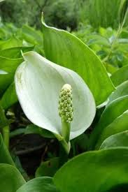 Image result for Eriosema cordifolium