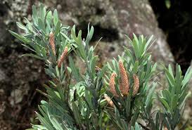 Image result for Podocarpus latifolius