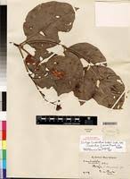 Image result for Combretum fuscum