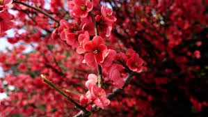 Check spelling or type a new query. Blossoming Red Cherry Tree Flowers On Branches Closeup By Kmeel Films