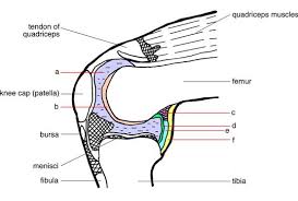 A synovial joint, also known as diarthrosis, joins bones or cartilage with a fibrous joint capsule that is continuous with the periosteum of the joined bones, constitutes the outer boundary of a synovial cavity, and surrounds the bones' articulating surfaces. Characteristics Of Synovial Joint Activity