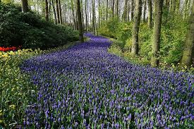 Maybe you would like to learn more about one of these? Flowers Forest Meadow Carpet Away Holland Plant Sea Of Flowers Pikist