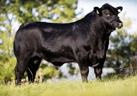 They have excellent taste, texture and tenderness beef characteristics and exceptional ribeye area per hundred pounds of body weight which translates to very high yielding, high quality, high value beef carcasses. Aberdeen Angus