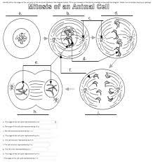 The cell cycle is an ordered series of events involving cell growth and cell division that produces two new daughter cells. Identify Either The Stages Of The Cell Cycle Or The Chegg Com