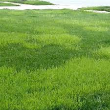 Image result for Poa