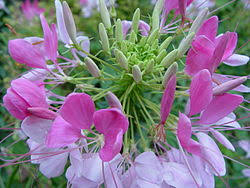 Image result for Cleome bororensis
