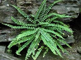 Image result for Asplenium cancellatum