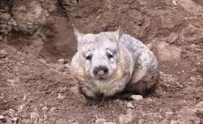 Image result for Northern hairy-nosed wombat