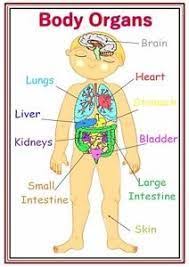 Find interesting images of bones, organs, muscles, medical tests, body parts and more. Image Result For Internal Organs For Children Body Organs Human Body Organs Body