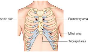 Gross anatomy there are 12 pairs of ribs which are separated by intercostal spaces. Jaypeedigital Ebook Reader