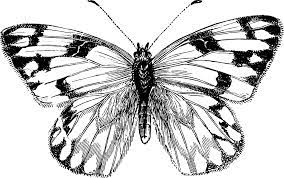 Sketch black and white butterfly drawing. White Butterflies Drawing Novocom Top