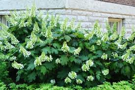 Image result for Hydrangea quercifolia