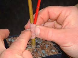 Pin Su Grafting And Marcotting