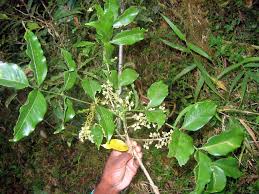 Image result for Pauridiantha paucinervis