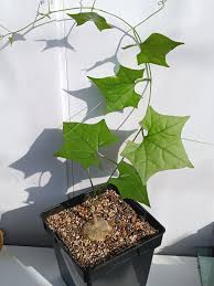 Image result for Coccinia mildbraedii