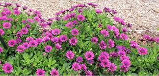 Altogether, there are about 45 osteospermum species, of which 35 originate from south africa. Osteospermum Costa Farms