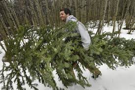 Buffalo Creek Christmas Tree Cutting 2022 Where You Can Cut Down Your Own Christmas Tree In Colorado