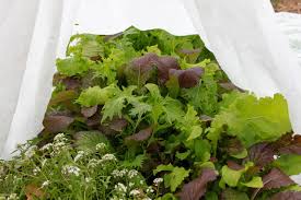 For example, simple frost covers protect many plants because they don't allow water vapor to fall on foliage. How To Save Your Plants From Frost