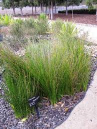 Image result for Isolepis costata