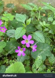 Image result for Oxalis corniculata